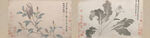 玉兰花 