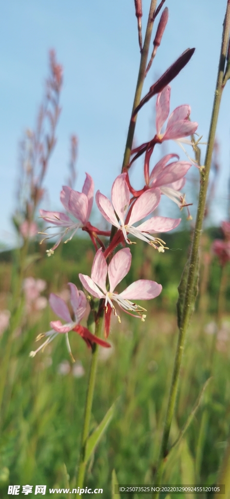 花
