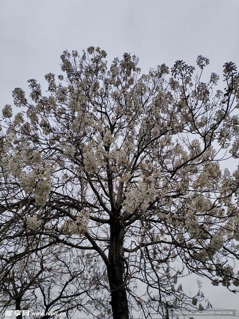 树