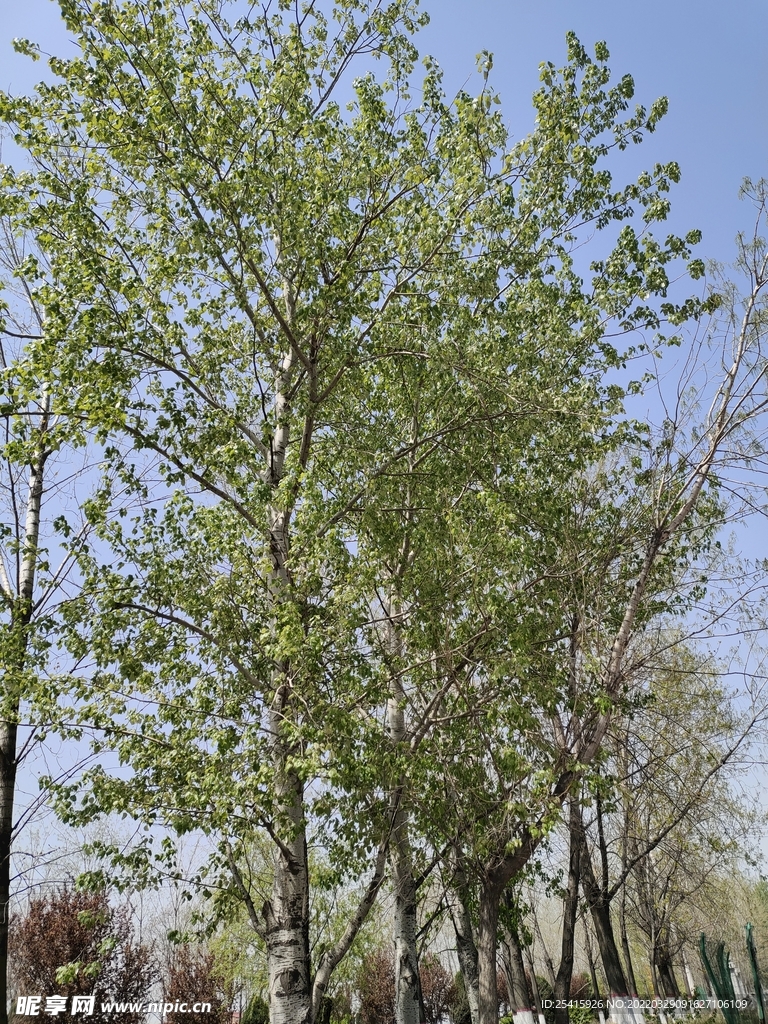 树
