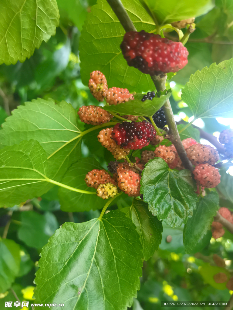 茂密的桑葚果