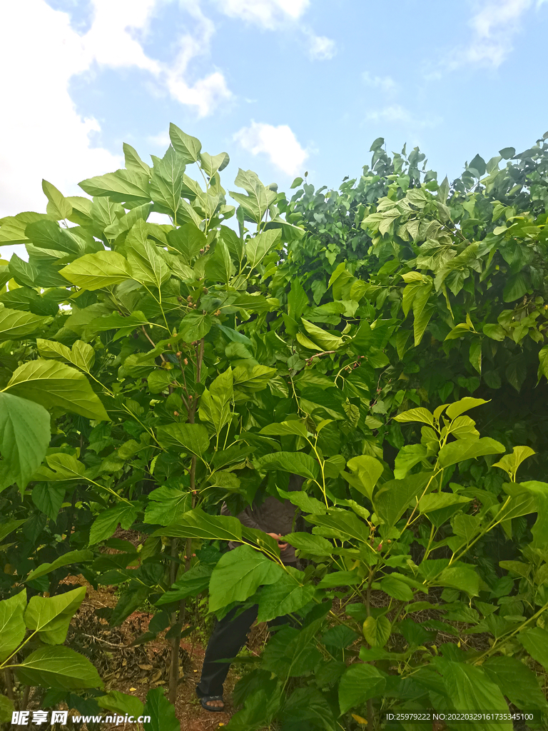 桑葚苗种植成林养蚕基地