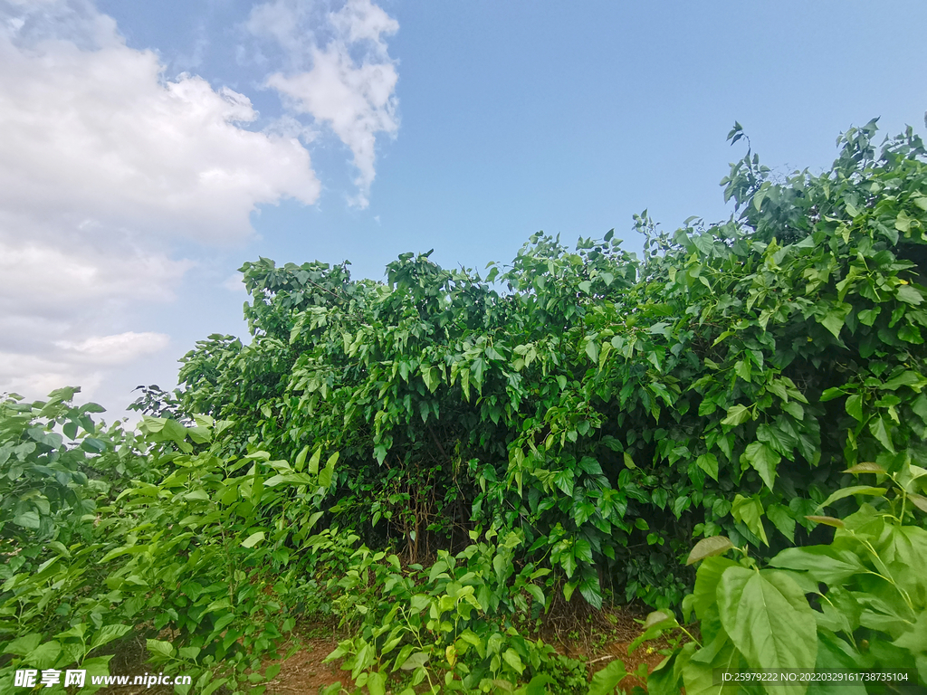 桑葚苗种植成林养蚕基地