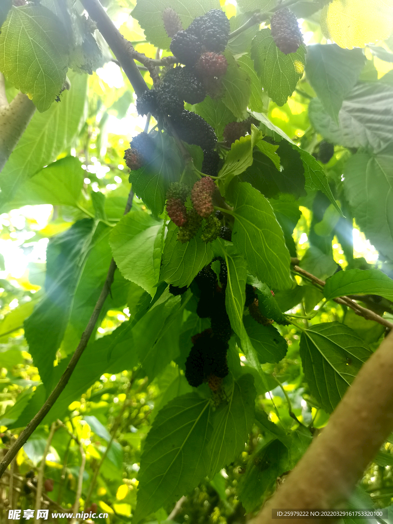 成熟桑葚果特写