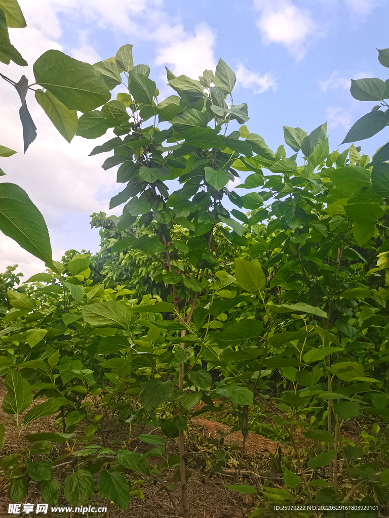 桑葚苗种植成林养蚕基地