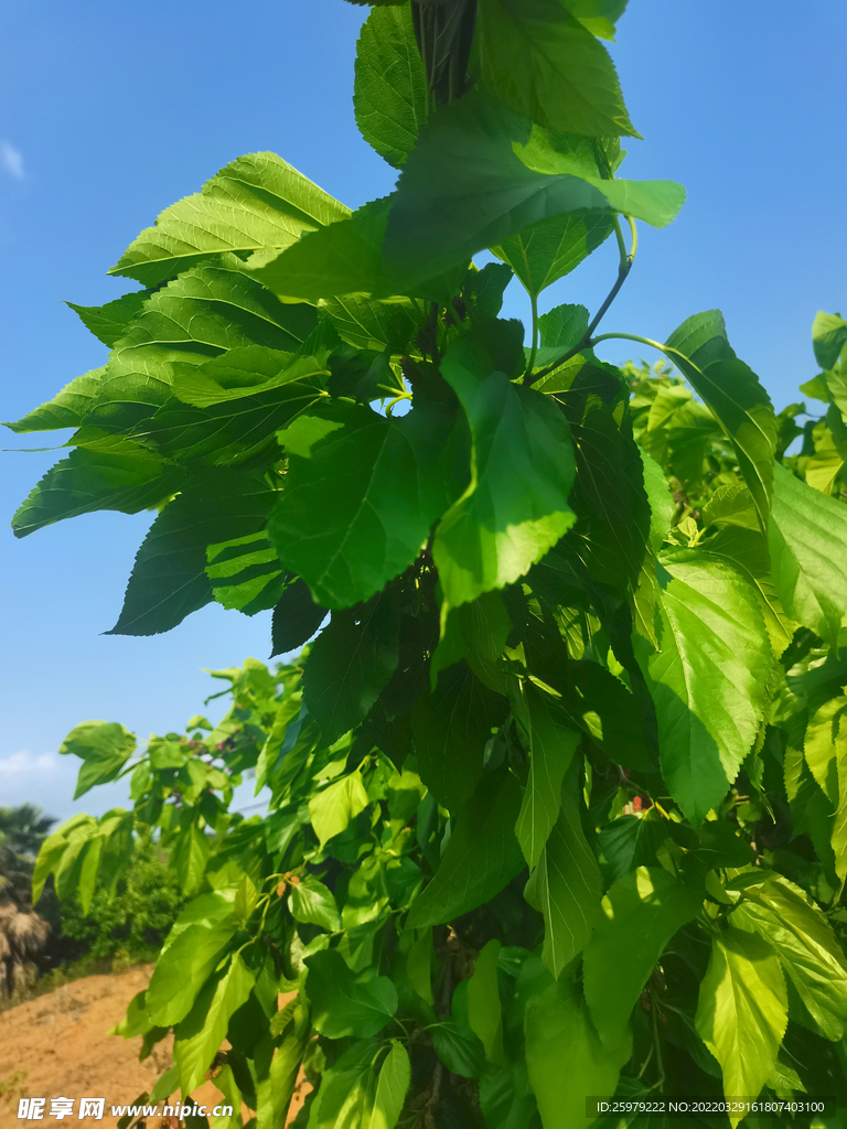 桑葚苗种植成林养蚕基地