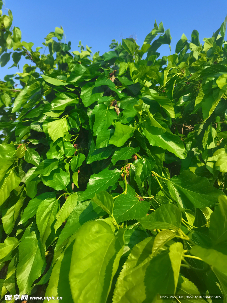 桑葚苗种植成林养蚕基地