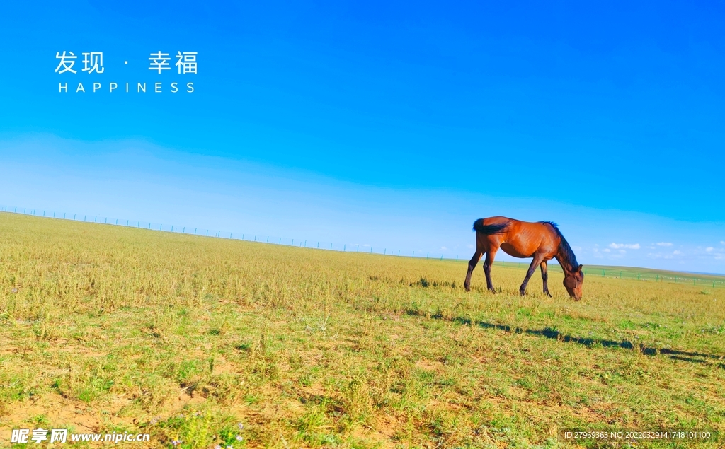 草原上的马