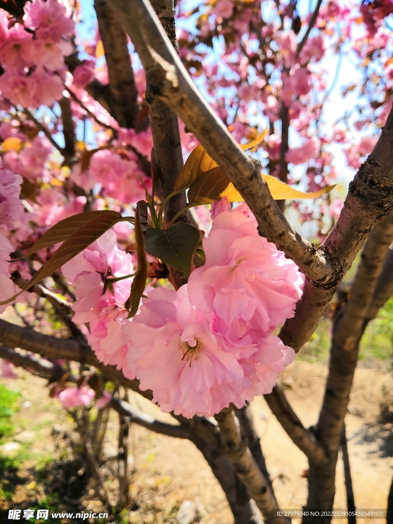 樱花