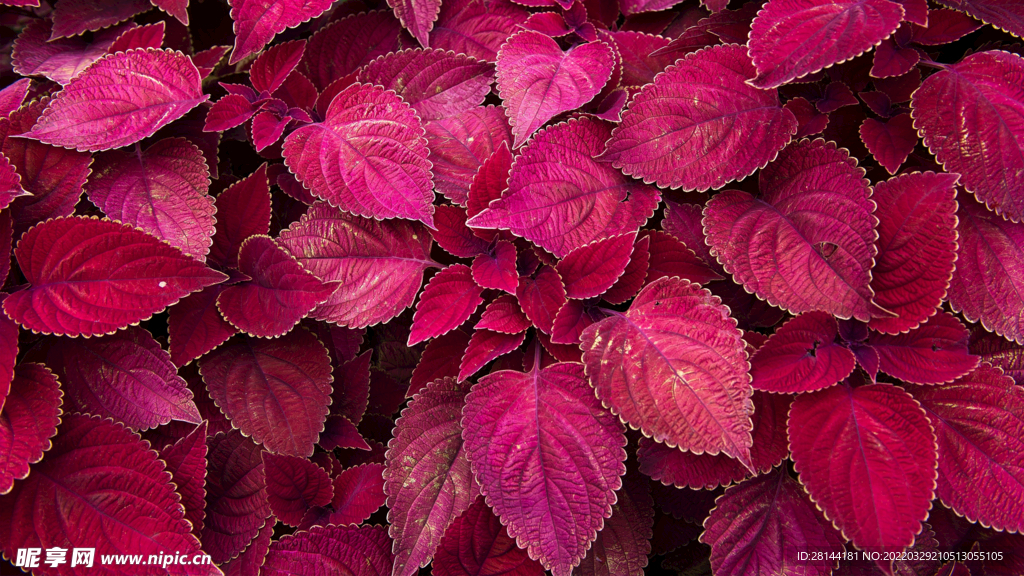植物花卉