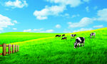 蓝天草原奶牛背景图