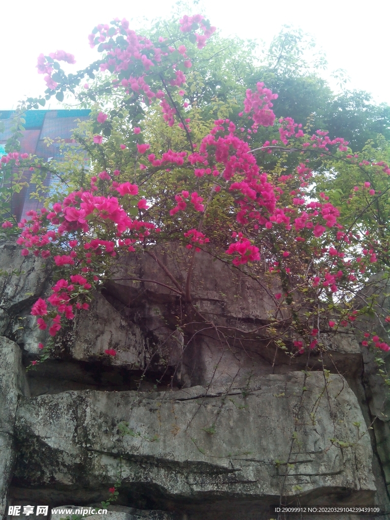 红花
