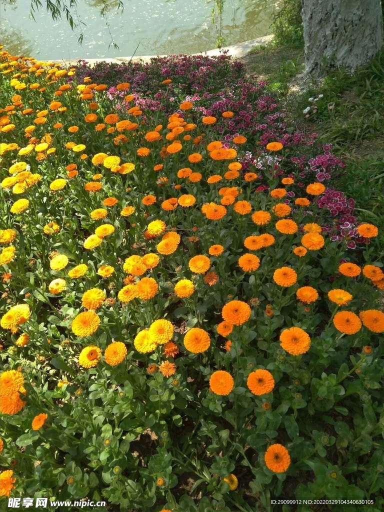 花草
