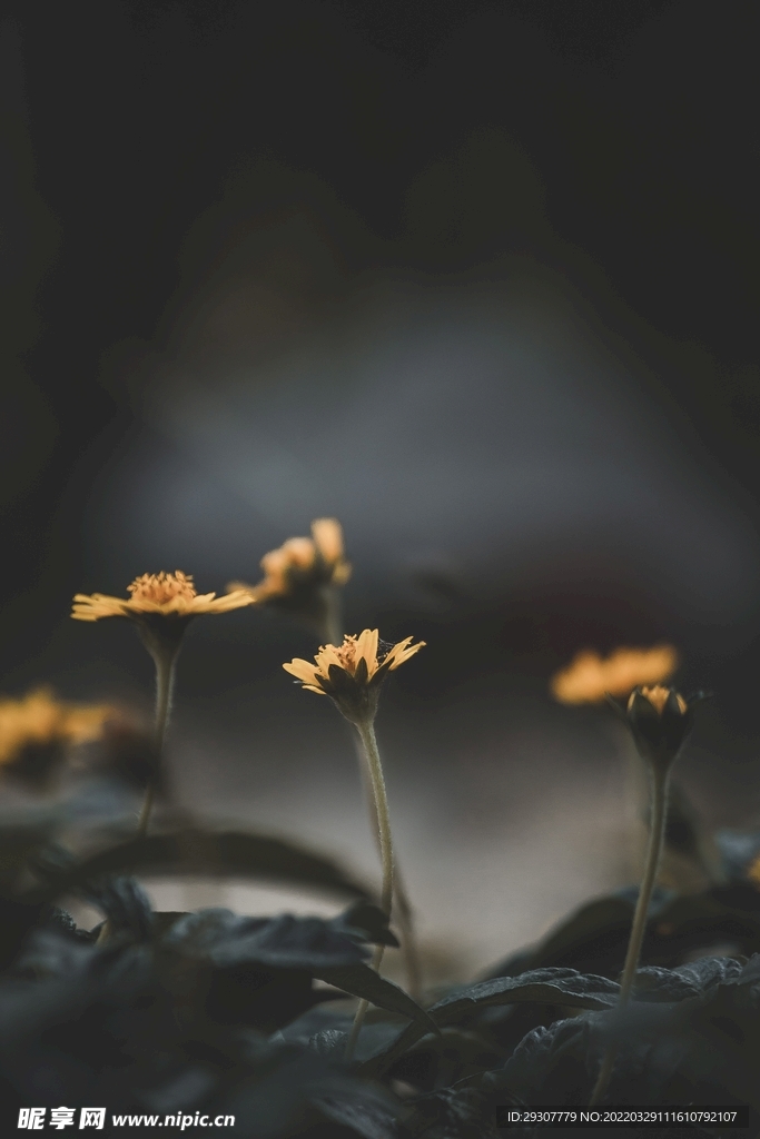 花