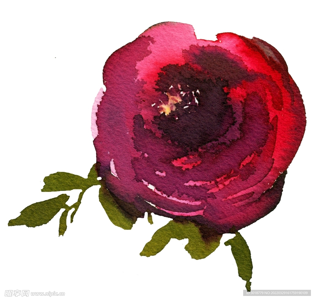 玫瑰花