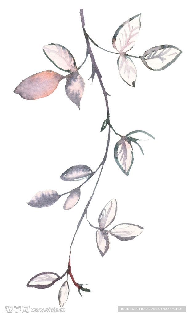 水彩花卉 