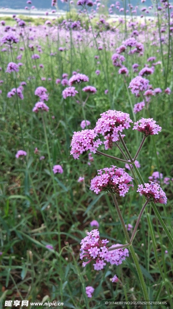 马鞭草花海