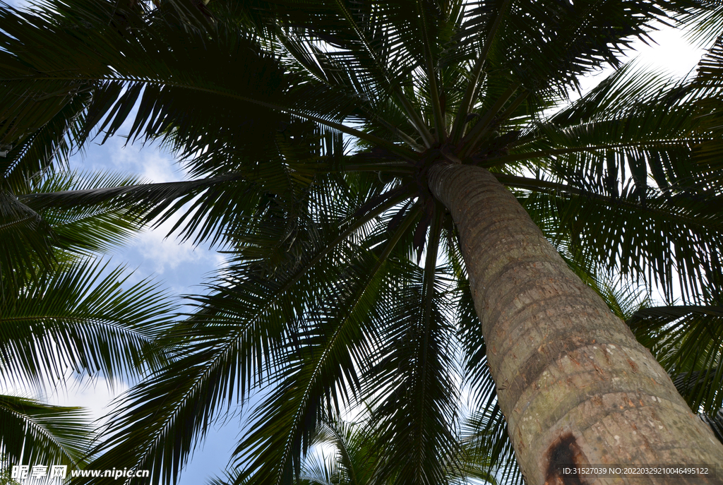 椰树高清摄影