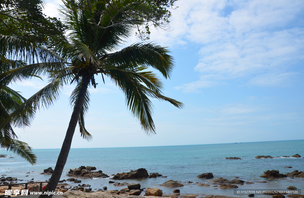 椰树海边蓝天