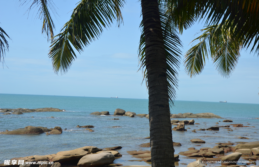 椰树海边摄影图
