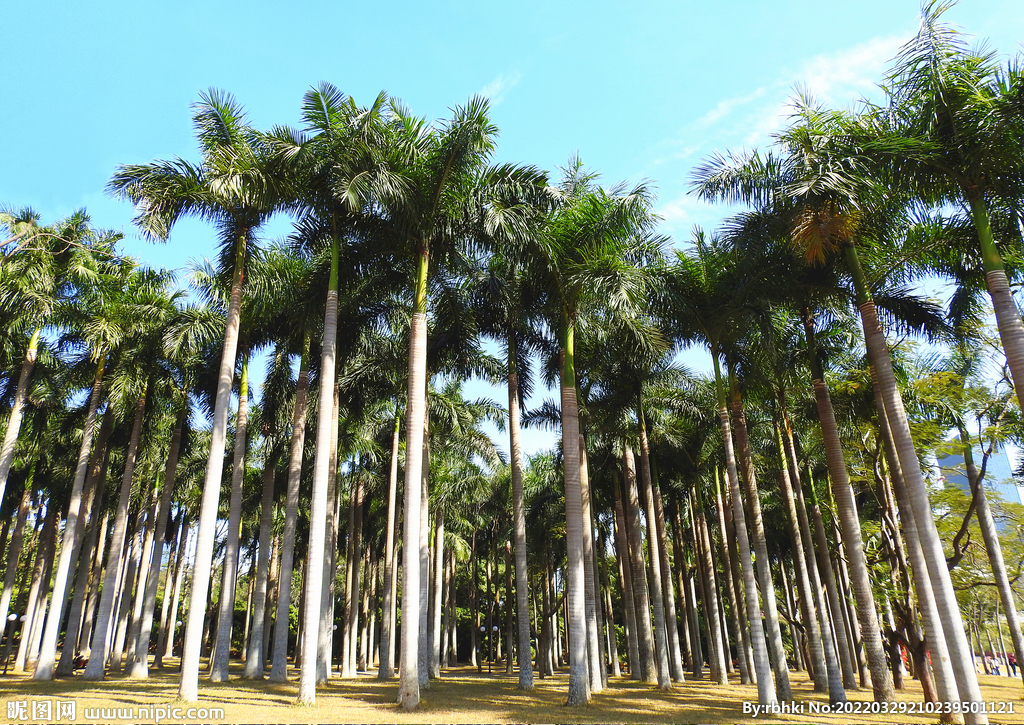 椰树林摄影