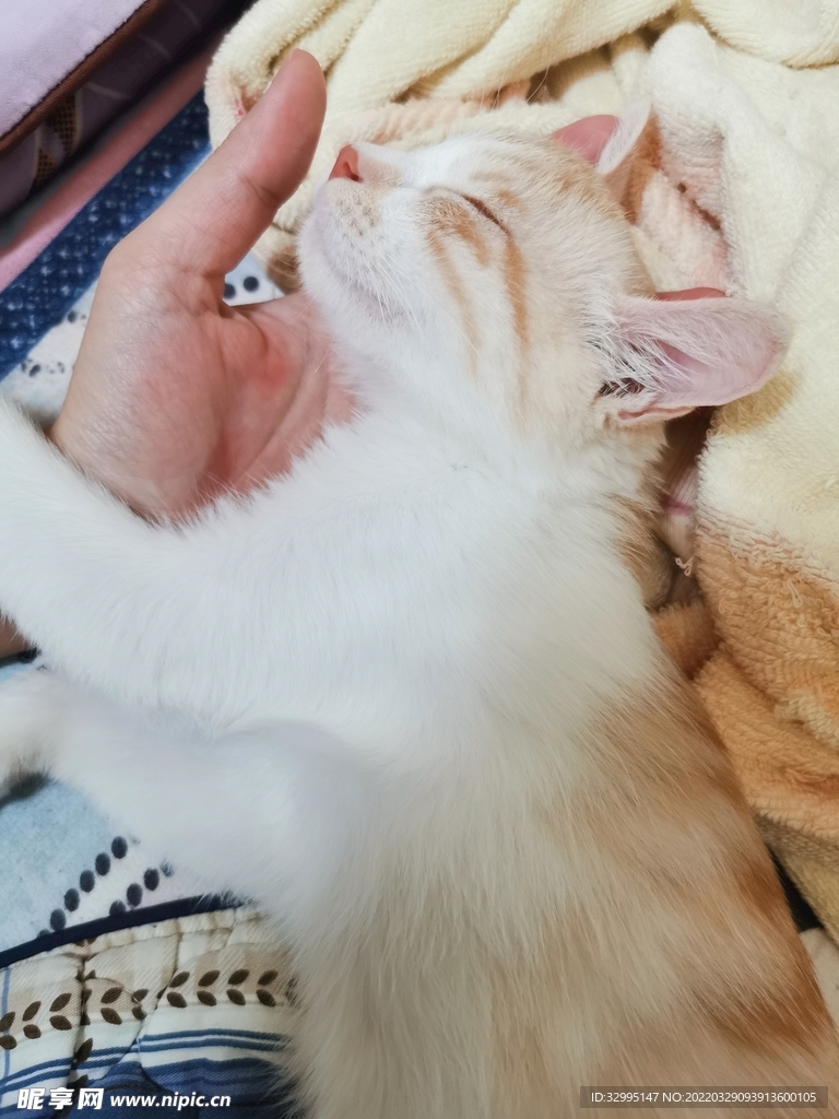 睡着的橘猫