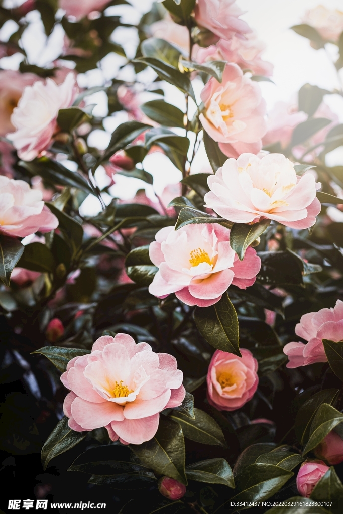 花