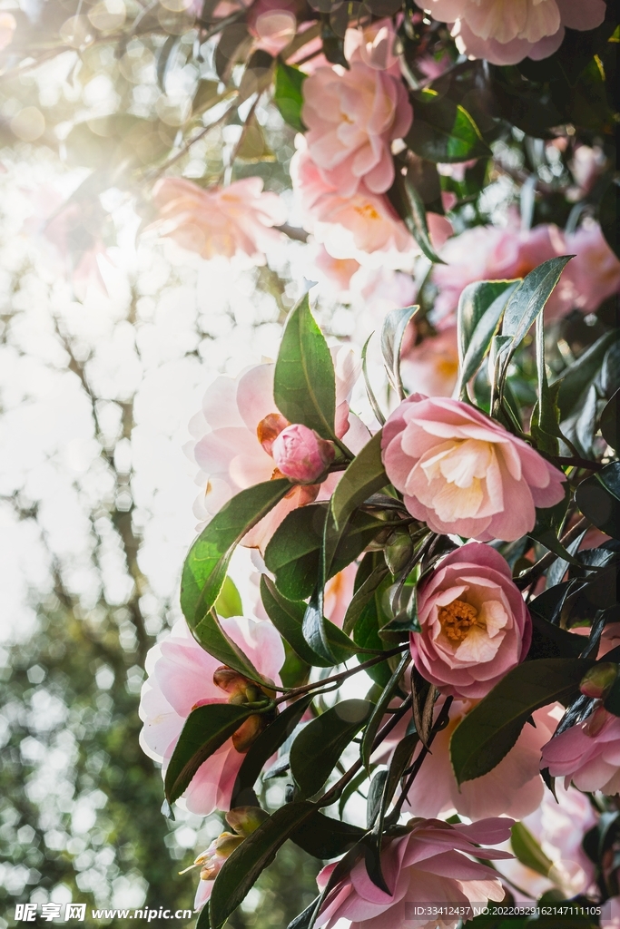 花