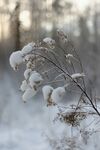 雪
