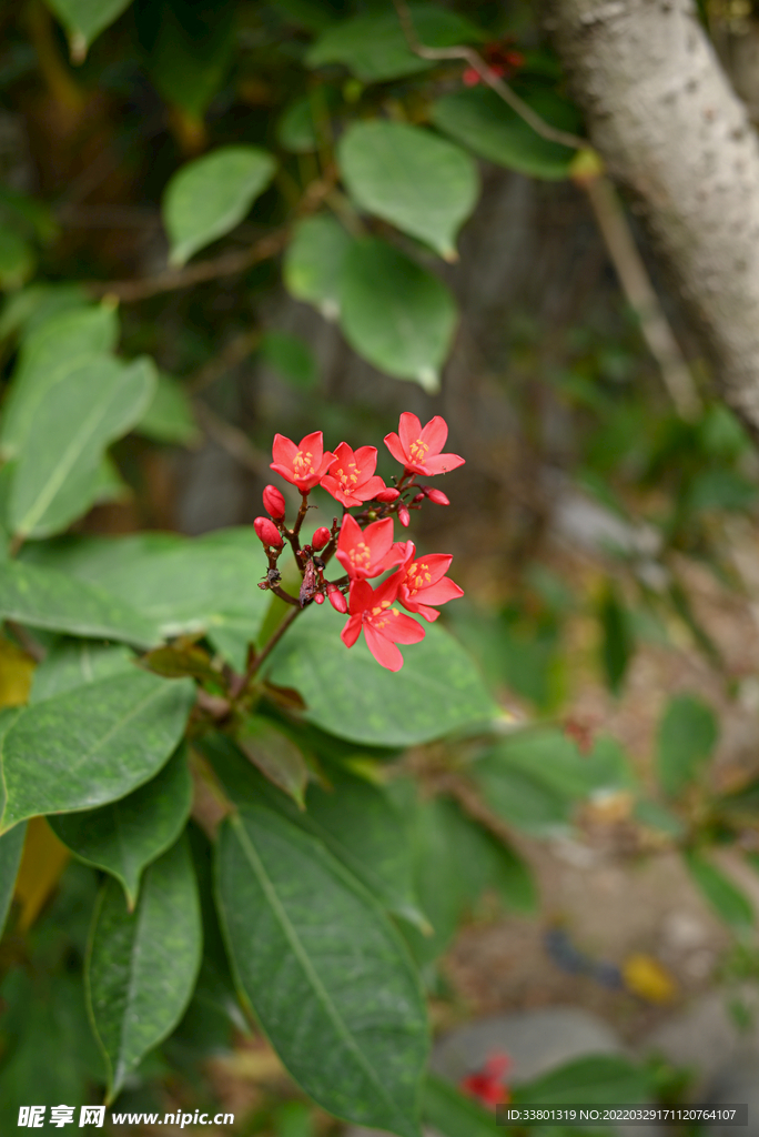 变叶珊瑚花