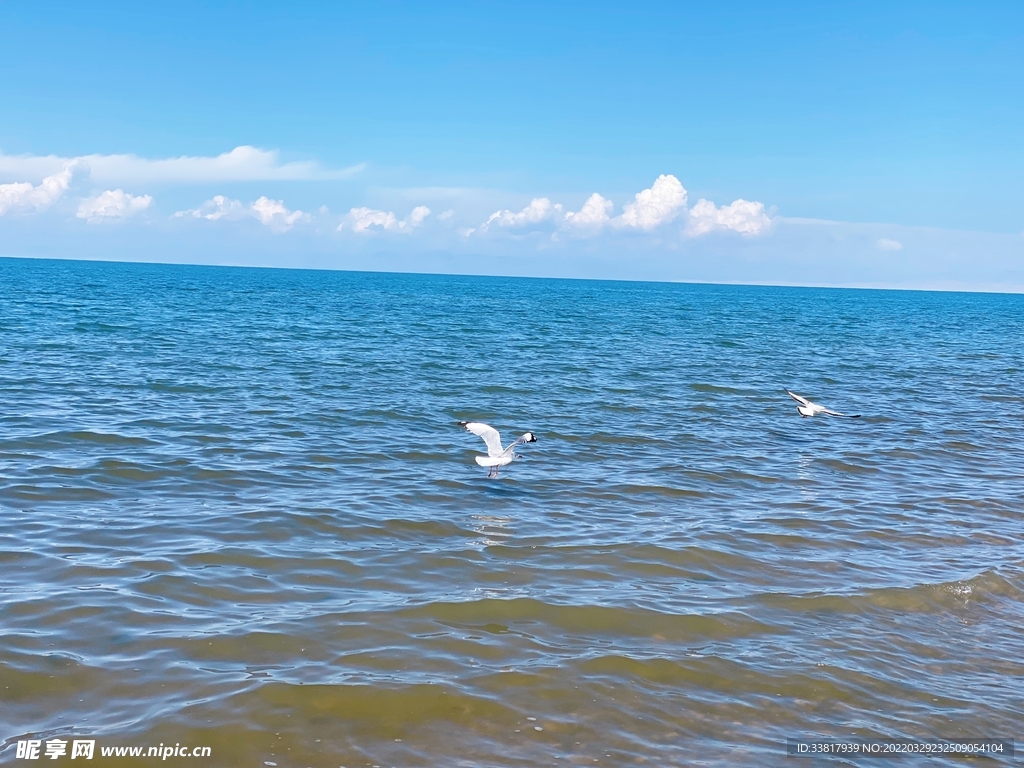 青海湖鸟