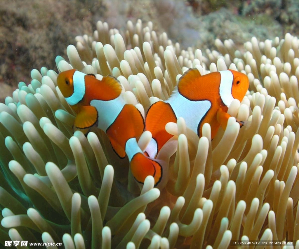 大堡礁珊瑚鱼