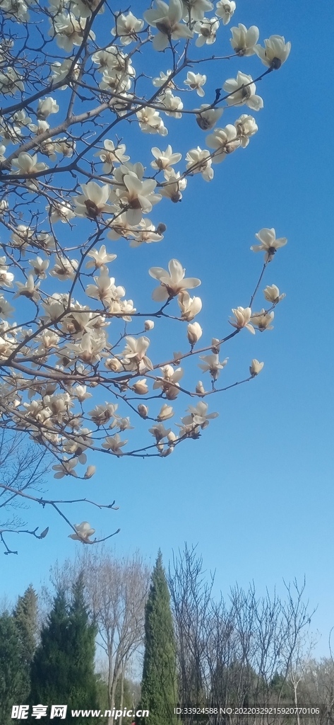 春天里的玉兰花