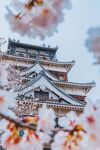 桃花景色中的日式古风建筑