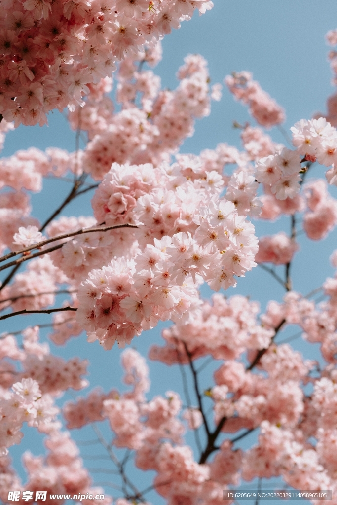 粉红色桃花盛开