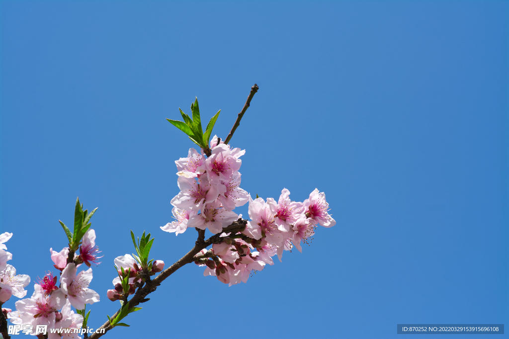 人面桃花