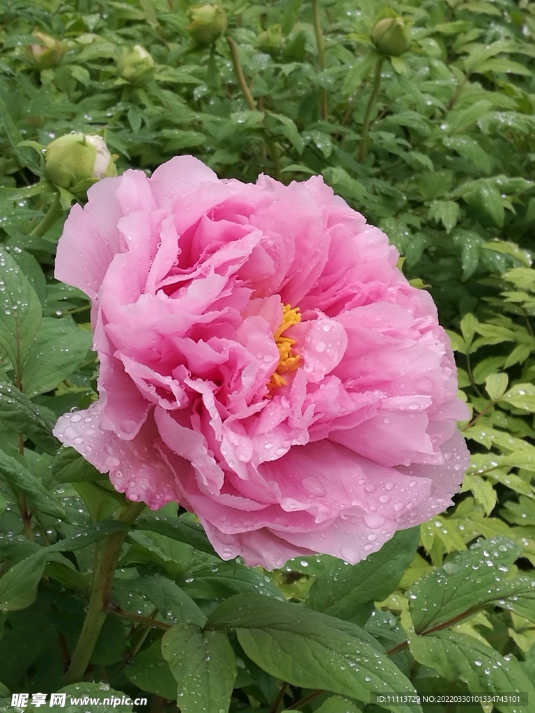 牡丹花