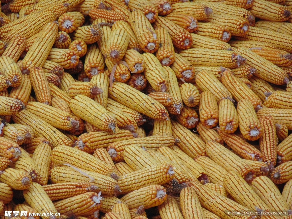 玉米棒子