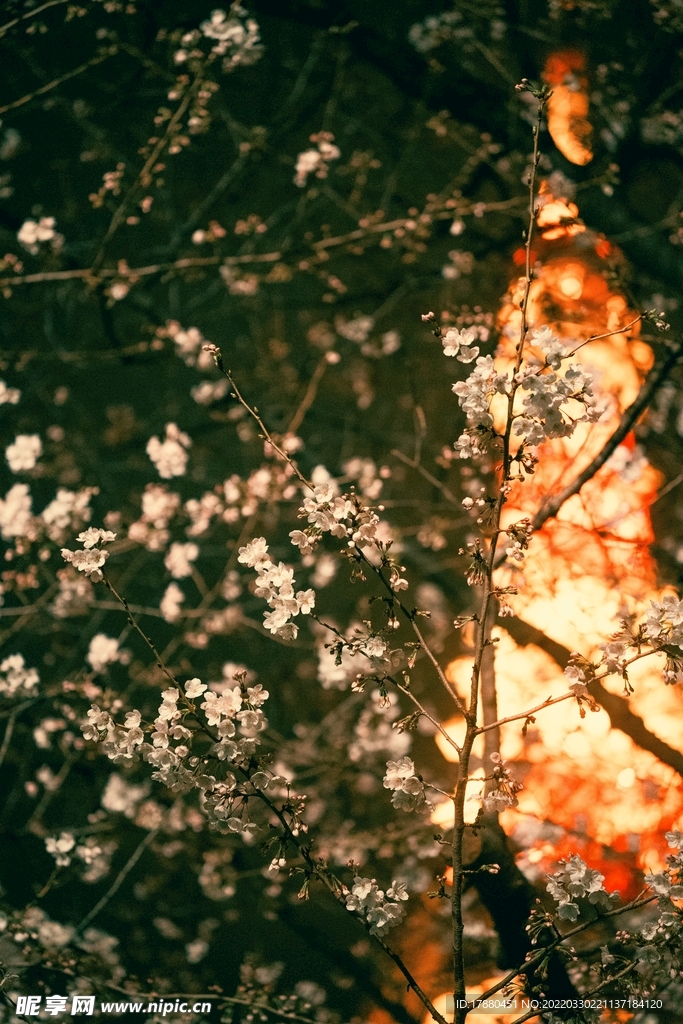 花卉