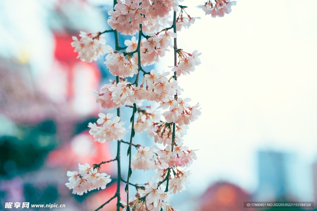 樱花