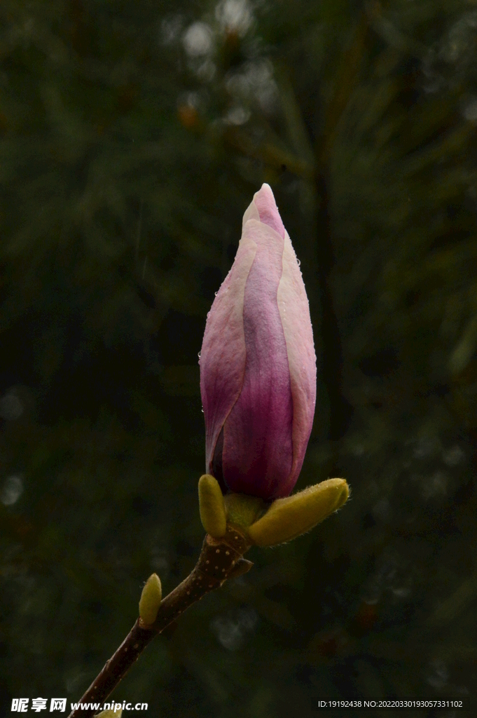 玉兰花