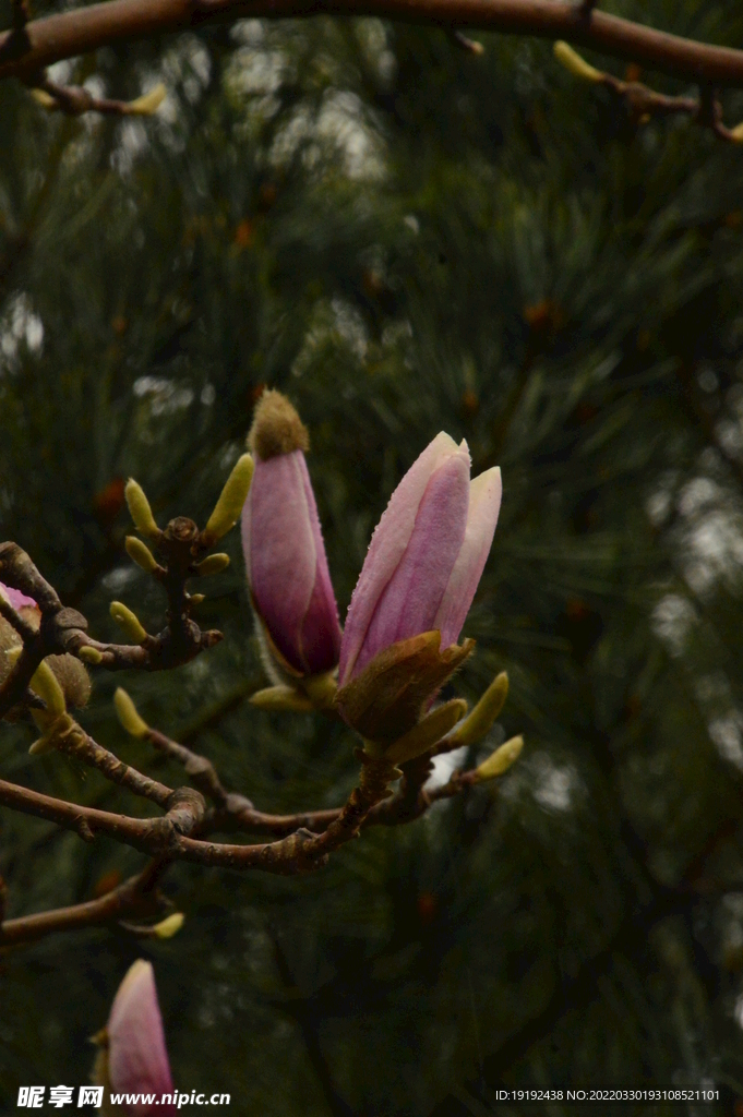 玉兰花 