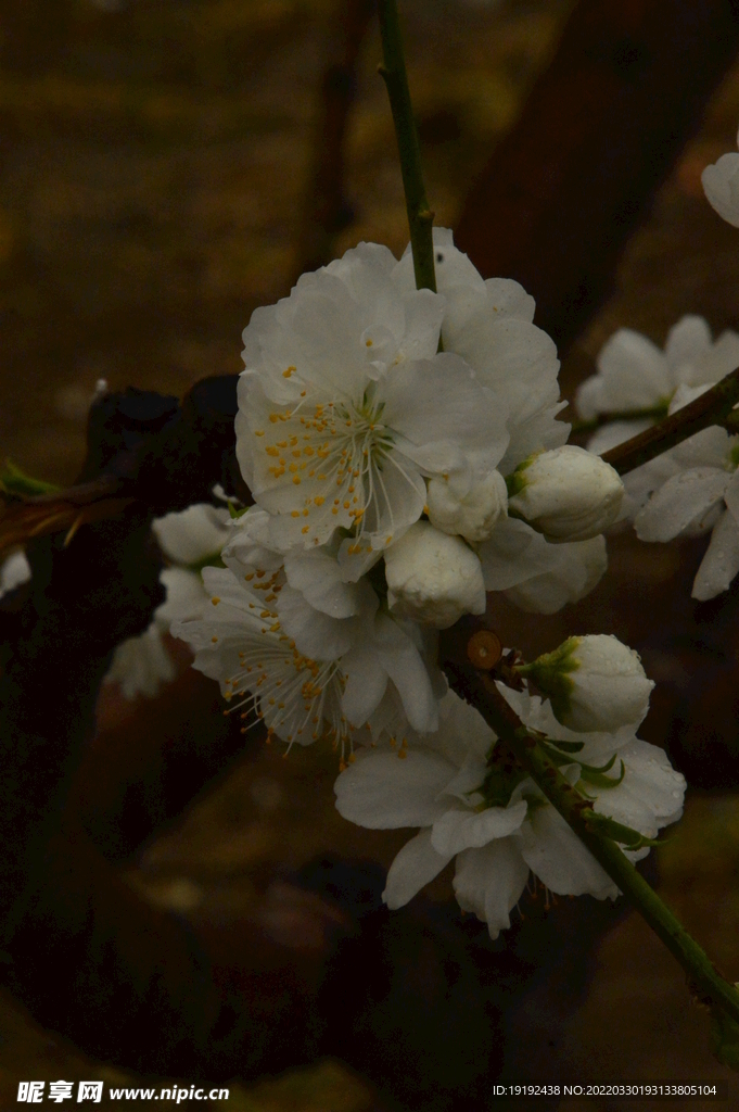 碧桃花 