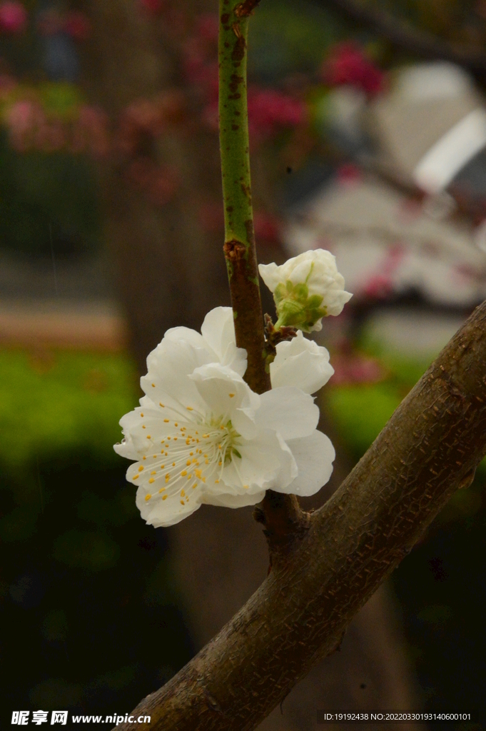 碧桃花