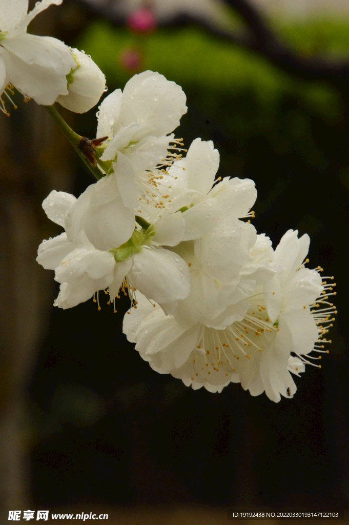 碧桃花