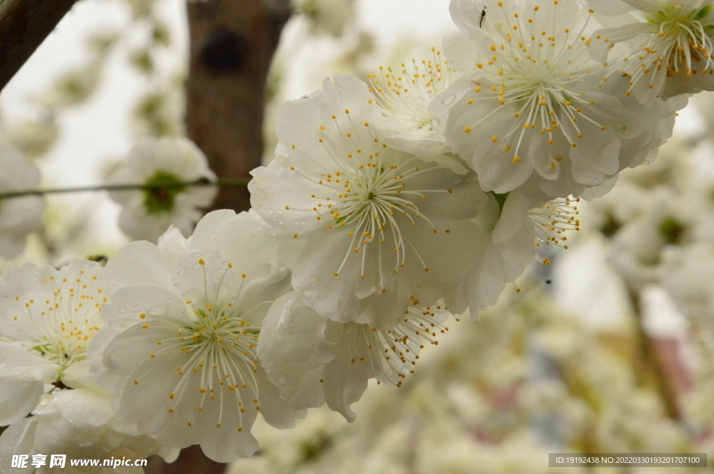 碧桃花 