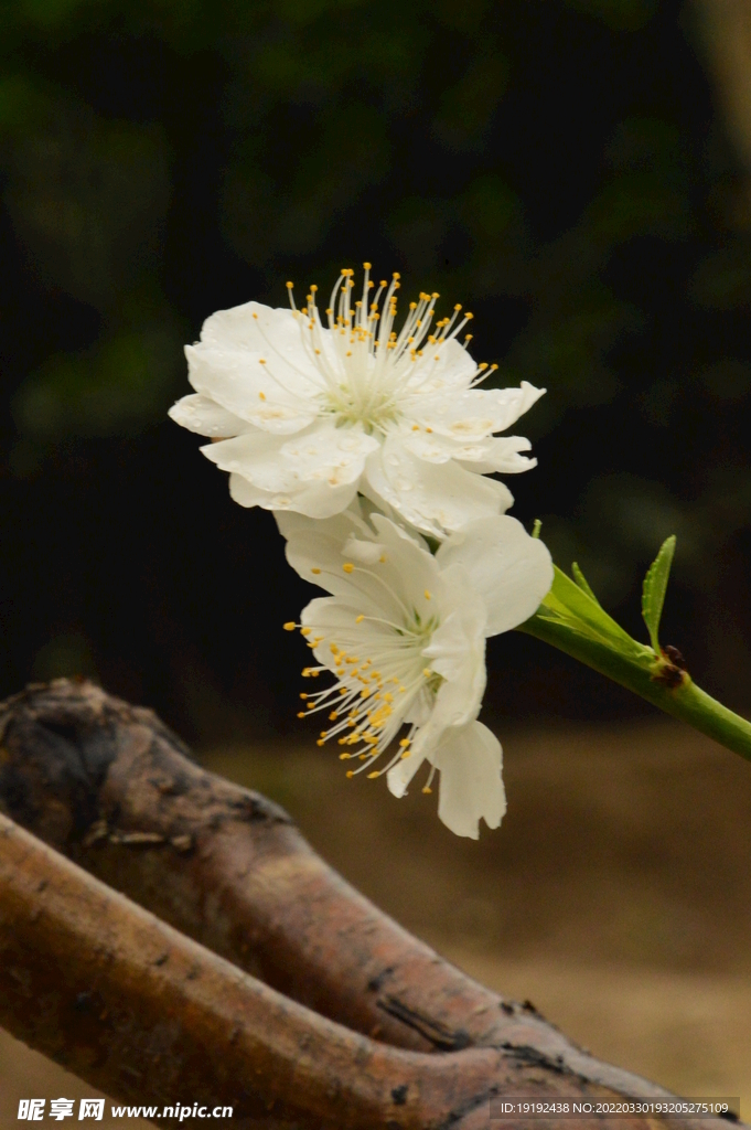碧桃花