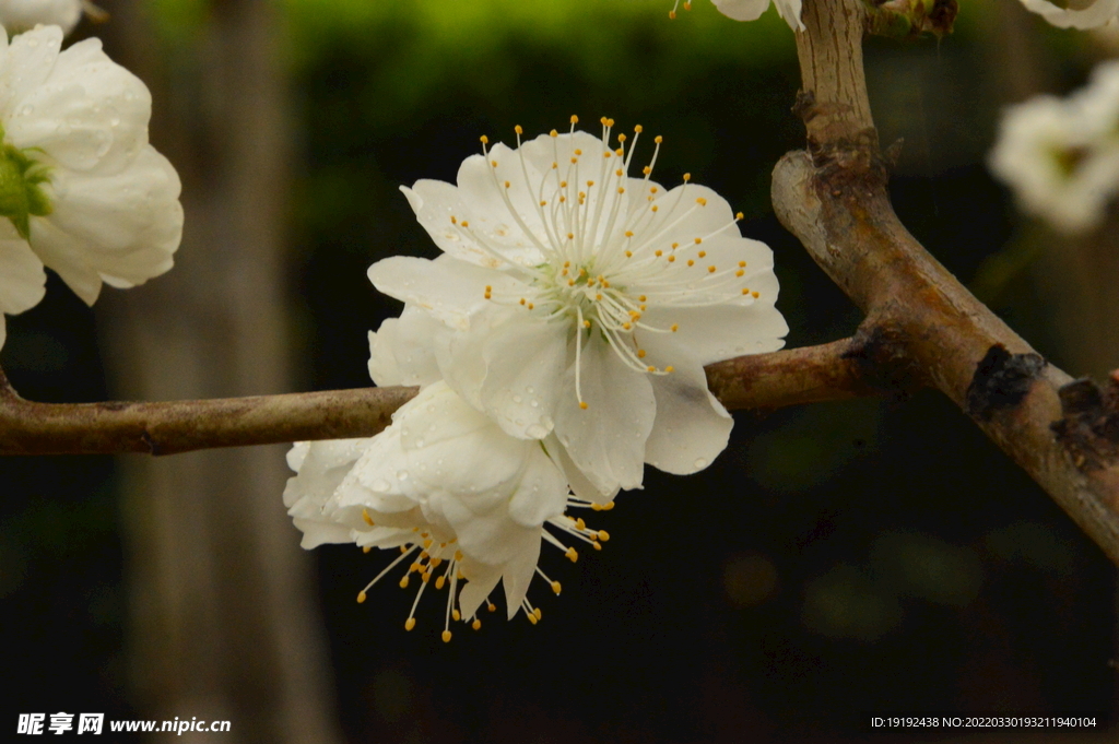 碧桃花 