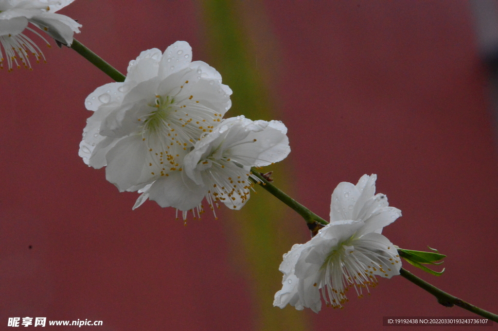 碧桃花