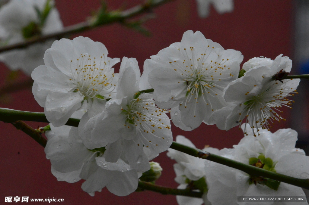 碧桃花 